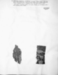 Pseudoschismatomma rufescens image